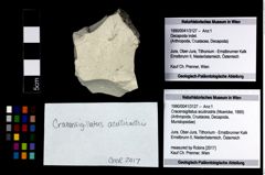 Foto (Objekt + Etikett) von Cracensigillatus acutirostris (Moericke, 1889)  (NHMW-GEO-1990-0041-3127)